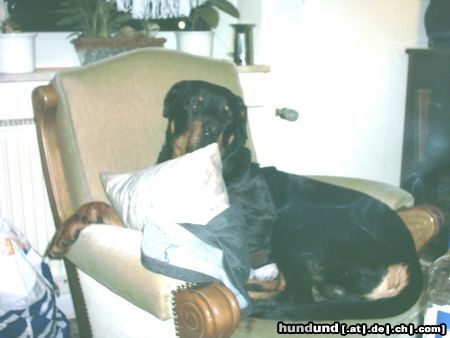 Rottweiler Hunde Foto 19329 in höherer Auflösung ansehen Rottweiler so schläft sichs gut:-)