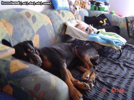 Rottweiler Hunde Foto 11235 Rottweiler bandito