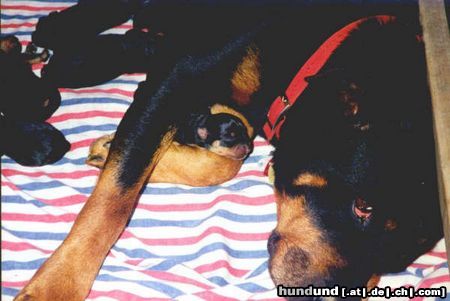 Rottweiler Hunde Foto 19010 Rottweiler ich habe geschafft!!!