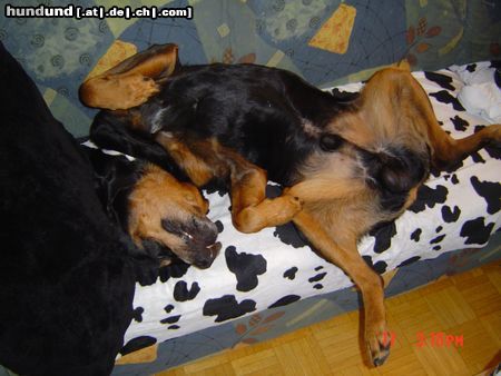 Rottweiler Hunde Foto 11442 Rottweiler bandito