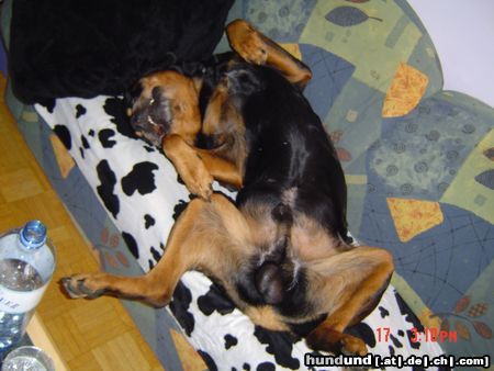Rottweiler