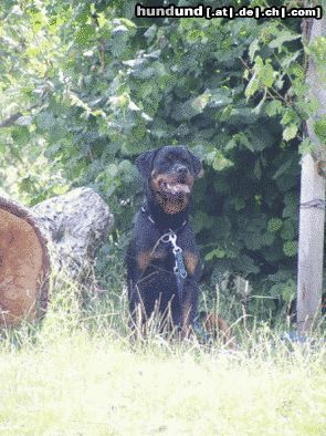 Rottweiler Hunde Foto 9676 Rottweiler