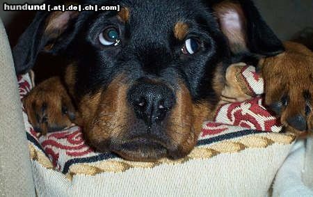 Rottweiler Hunde Foto 19011 Rottweiler diese Augen