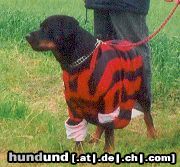 Rottweiler Hunde Foto 10984 Rottweiler Csilla als fussballfan