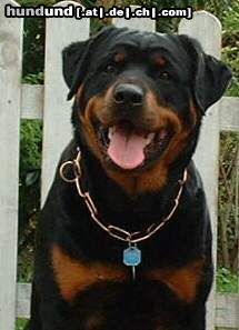 Rottweiler Hunde Foto 3714 Rottweiler