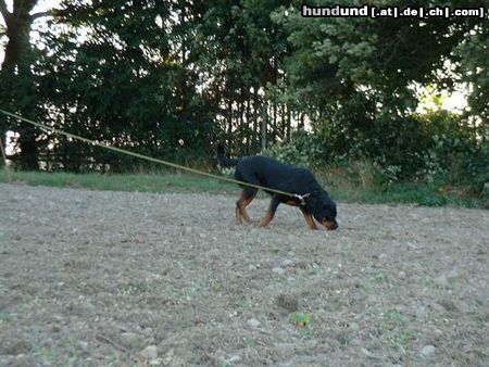 Rottweiler