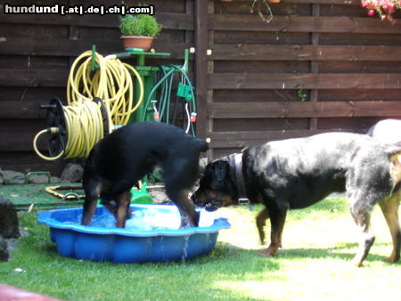 Rottweiler Hunde Foto 26258 Rottweiler das unschlagbare Team