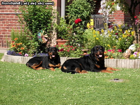 Rottweiler Hunde Foto 26343 Rottweiler und was kommt jetzt?