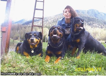 Rottweiler Hunde Foto 16212 Rottweiler Soraja + Spike + Sheila