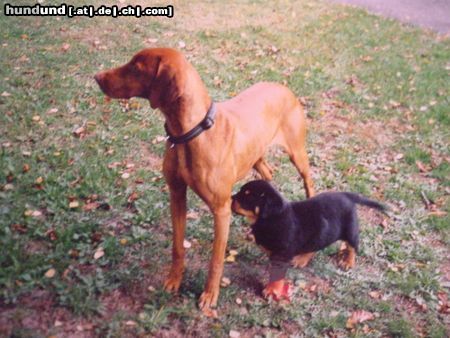 Rottweiler Hunde Foto 15517 Rottweiler Buffi&Tino am ersten Tag