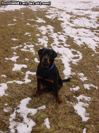 Rottweiler Hunde Foto 9770 Rottweiler Rotti Baby 7 Monate