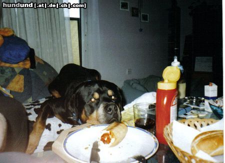 Rottweiler Hunde Foto 11074 Rottweiler