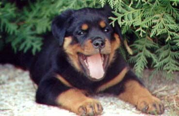 Rottweiler Hunde Foto 1801 Rottweiler Hummel vom Goldfuchs