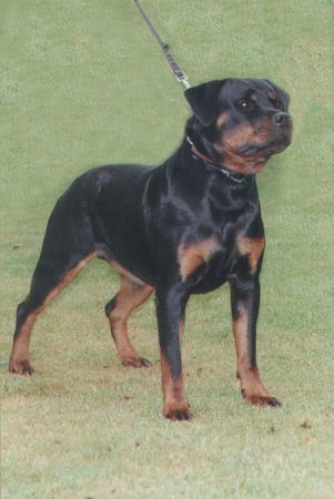 Rottweiler Hunde Foto 1799 Rottweiler Hummel vom Goldfuchs