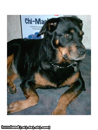 Rottweiler Hunde Foto 7007 Rottweiler Meine Süsse Maus