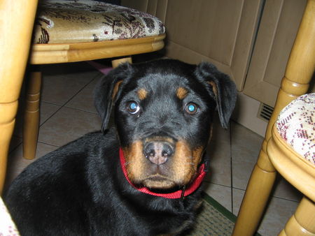 Rottweiler unser baby3monate