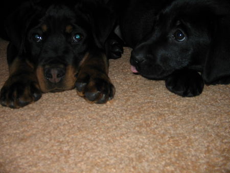 Rottweiler Hunde Foto 43802 Rottweiler unsere babys