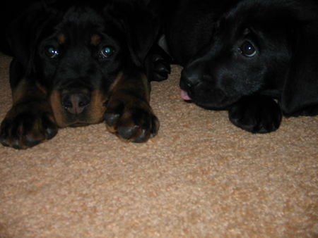 Rottweiler unsere babys