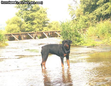 Rottweiler Hunde Foto 14138 Rottweiler Tessa an unser´m Lieblingsort...