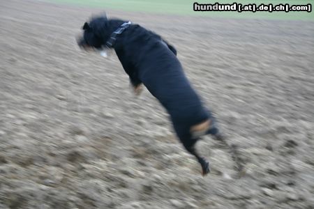Rottweiler ich bin gut drauf