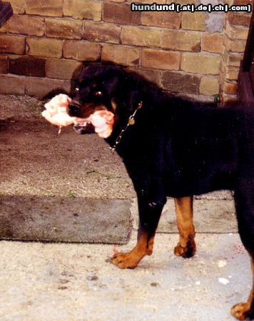 Rottweiler Hunde Foto 20421 Rottweiler ich Wache gut Achtung