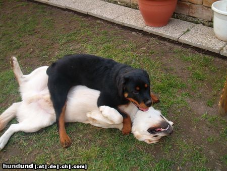 Rottweiler Hunde Foto 20422 Rottweiler Ich bin eine kleine Domina !