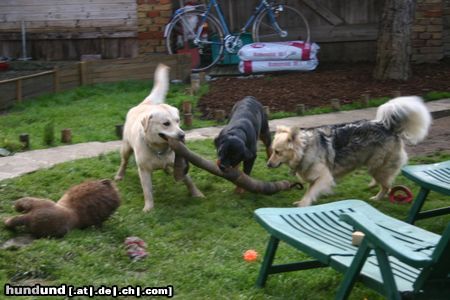 Rottweiler die haben keine chance
