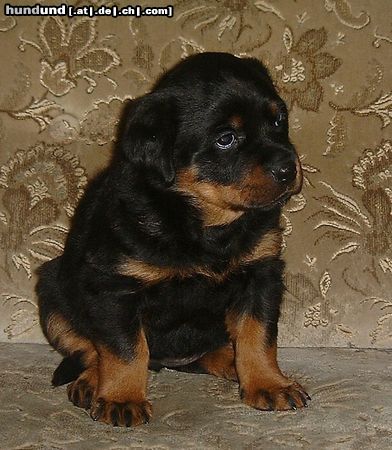 Rottweiler indira