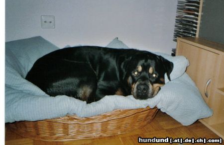 Rottweiler Hunde Foto 10849 Rottweiler Bandito