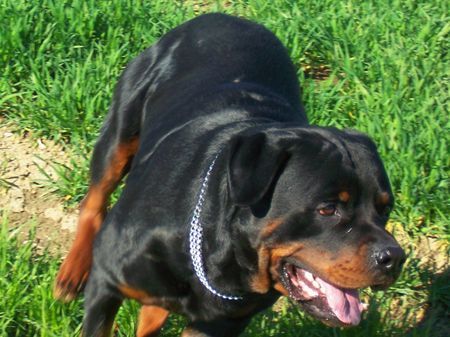 Rottweiler Hunde Foto 34298 in höherer Auflösung ansehen Rottweiler KING from SHAR
