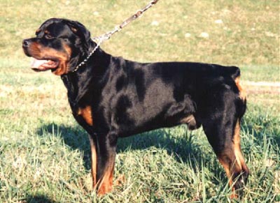 Rottweiler Hunde Foto 38 Rottweiler