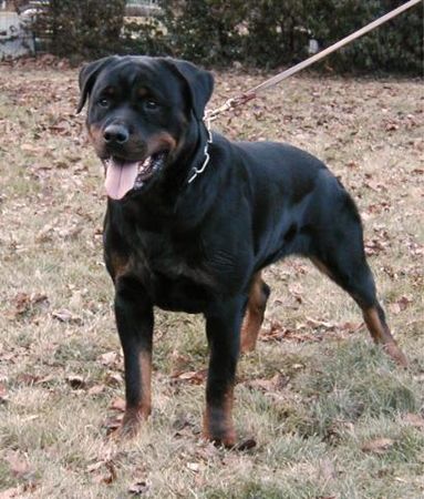 Rottweiler Hunde Foto 2137 Rottweiler Boby auf der Lauer !