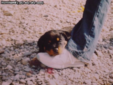 Rottweiler Hunde Foto 15518 Rottweiler soviel Laufen ist anstrengend!
