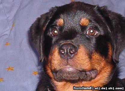 Rottweiler Hunde Foto 20240 in höherer Auflösung ansehen Rottweiler mein neuer Rotti weibchen