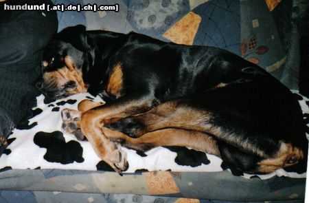 Rottweiler Hunde Foto 10110 Rottweiler Bandito beim Spielen