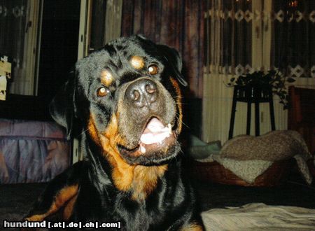 Rottweiler Hunde Foto 10851 Rottweiler Bandito