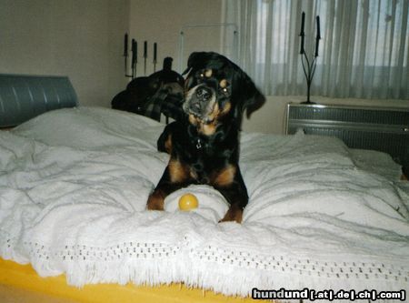 Rottweiler Hunde Foto 10111 Rottweiler Bandito beim Spielen