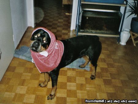 Rottweiler Hunde Foto 10113 Rottweiler Bandito beim Spielen