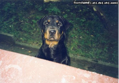 Rottweiler Hunde Foto 6132 Rottweiler