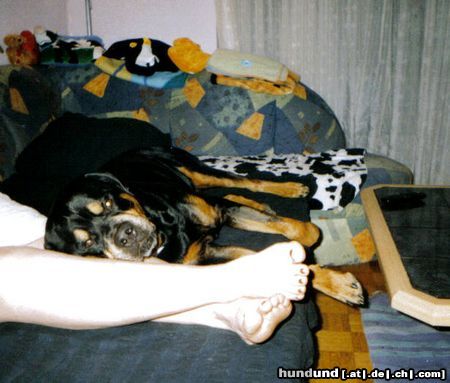 Rottweiler Hunde Foto 11075 Rottweiler
