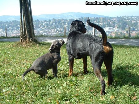 Rottweiler Hunde Foto 16278 Rottweiler