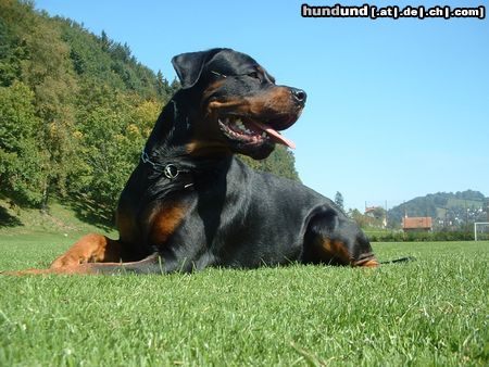 Rottweiler Hunde Foto 8570 in höherer Auflösung ansehen Rottweiler Das ist unser Noah, der süsseste Rotti der Welt
