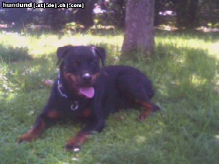 Rottweiler Hunde Foto 11967 Rottweiler Xena