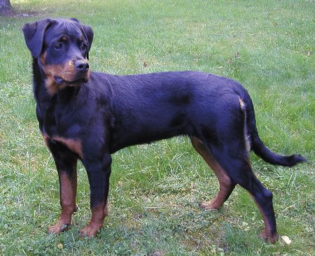 Rottweiler Hunde Foto 1354 Rottweiler Peewee vom Hause Ditscher (7 Monate)
