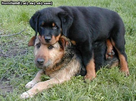 Rottweiler Hunde Foto 19015 Rottweiler ich bin der boss hier