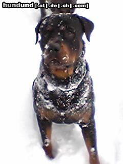 Rottweiler Hunde Foto 17919 in höherer Auflösung ansehen Rottweiler