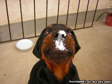 Rottweiler Hunde Foto 24908 Rottweiler diese Rahm ist einmalig