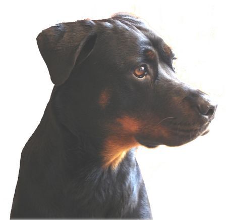 Rottweiler Hunde Foto 39348 in höherer Auflösung ansehen Rottweiler uuund stillhalten ...