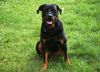 Rottweiler Foto: Pebbles (ID 35932) Rottweiler Hund