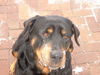 Rottweiler Foto: Aska - rest in peace (ID 27323) Rottweiler Hund
